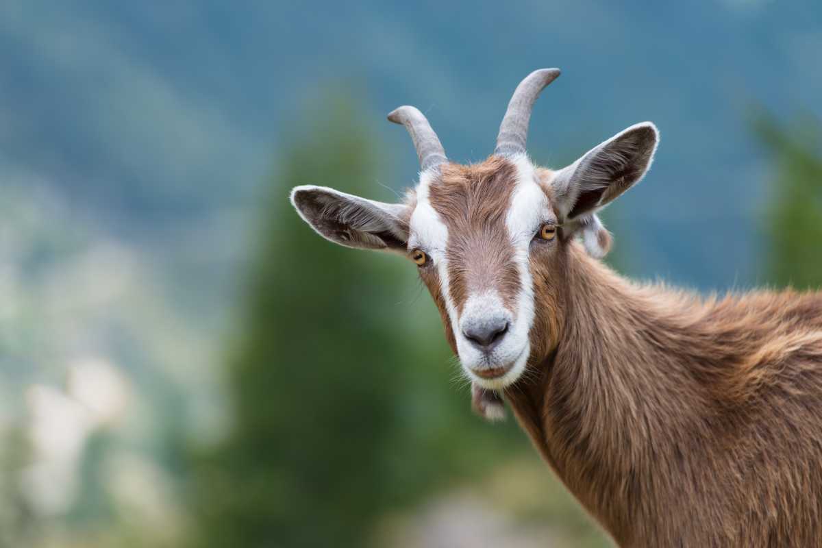 A goat looks at us